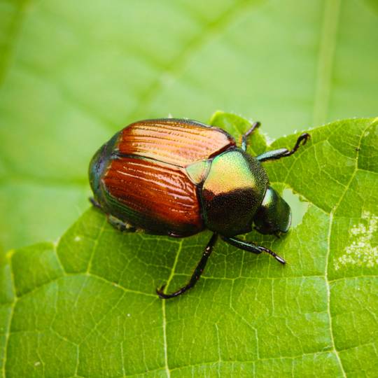 Japanese Beetles – Signs and Prevention