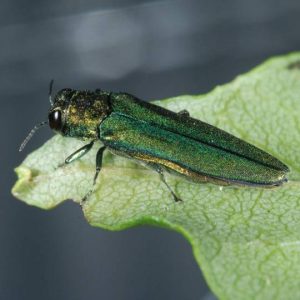 Emerald Ash Borer – Signs, Symptoms, and Treatment