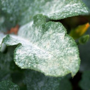 Powdery mildew on trees – Symptoms, Prevention and Treatment