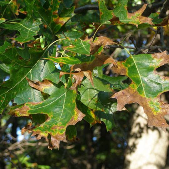 Oak Wilt Disease – Signs, Symptoms and Prevention