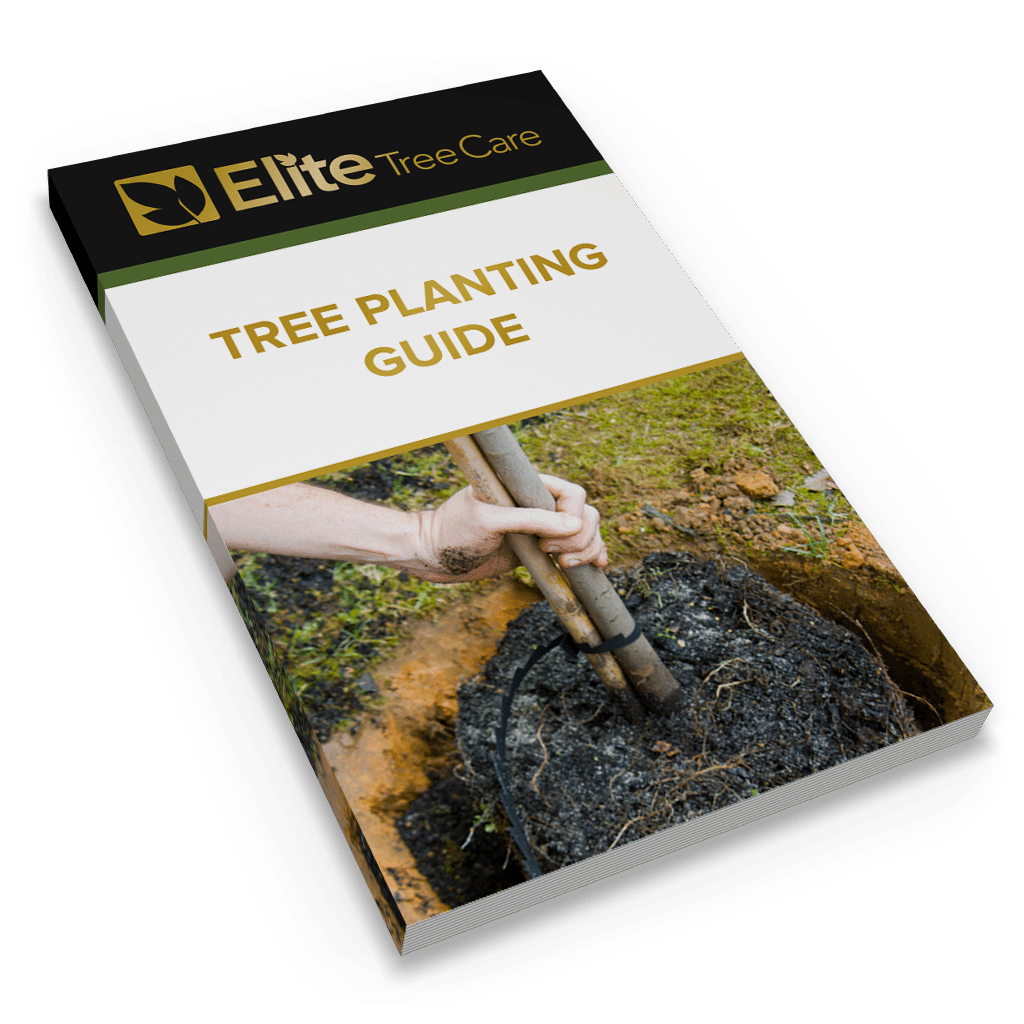 tree-planting-guide-elite-tree-care