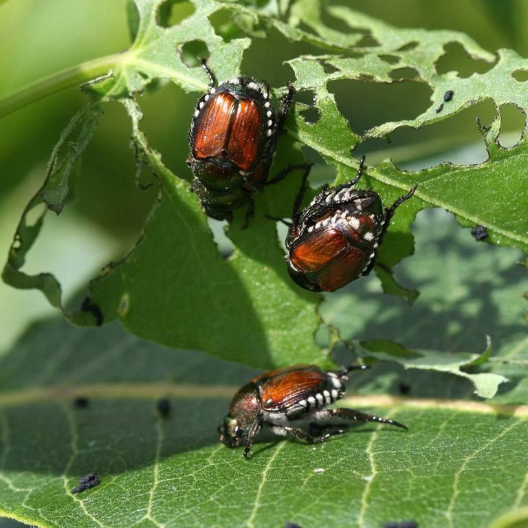 Tree Pest Spotlight: Japanese Beetle