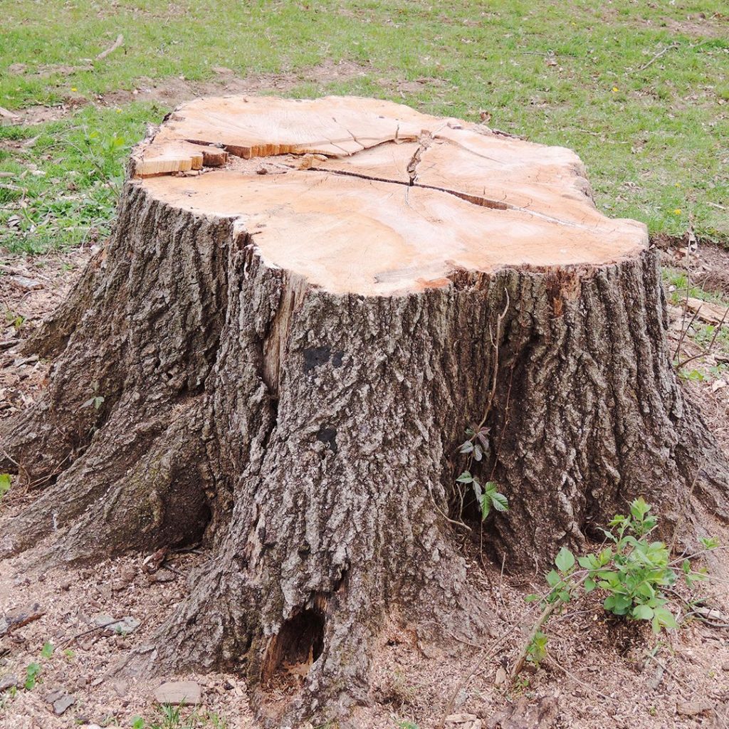 Tips for DIY Stump Removal Elite Tree Care