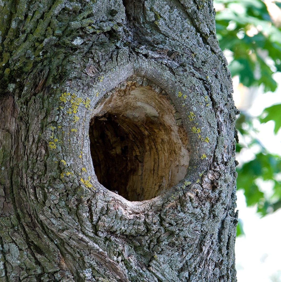 What s A Tree Hollow Elite Tree Care