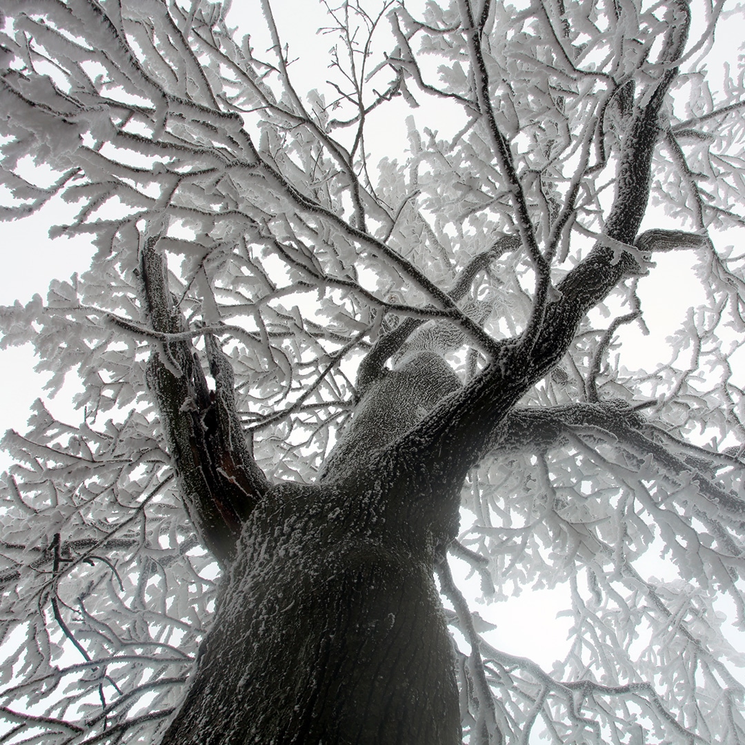 Деревья вид снизу зима