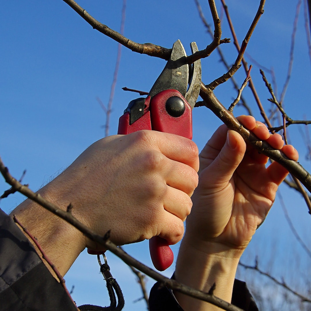 Fruit Tree Pruning Elite Tree Care