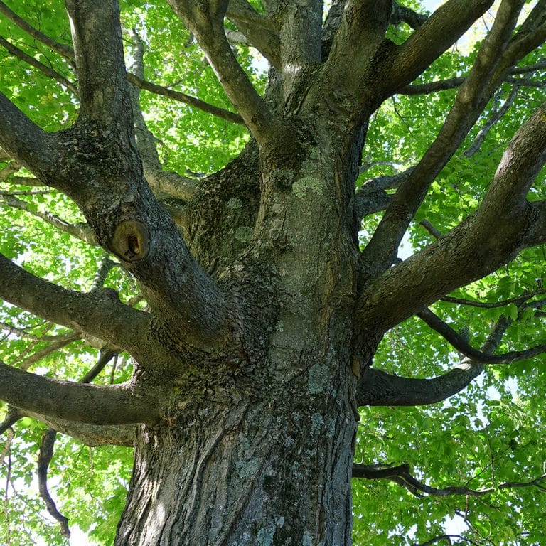 Promoting Healthy Tree Growth | Elite Tree Care