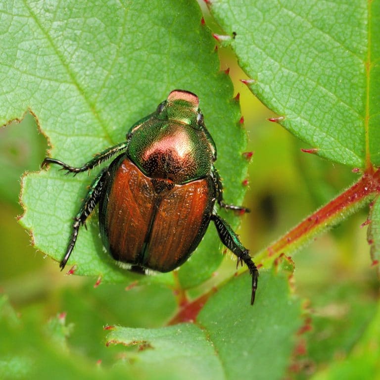 Facts about Japanese Beetles | Elite Tree Care