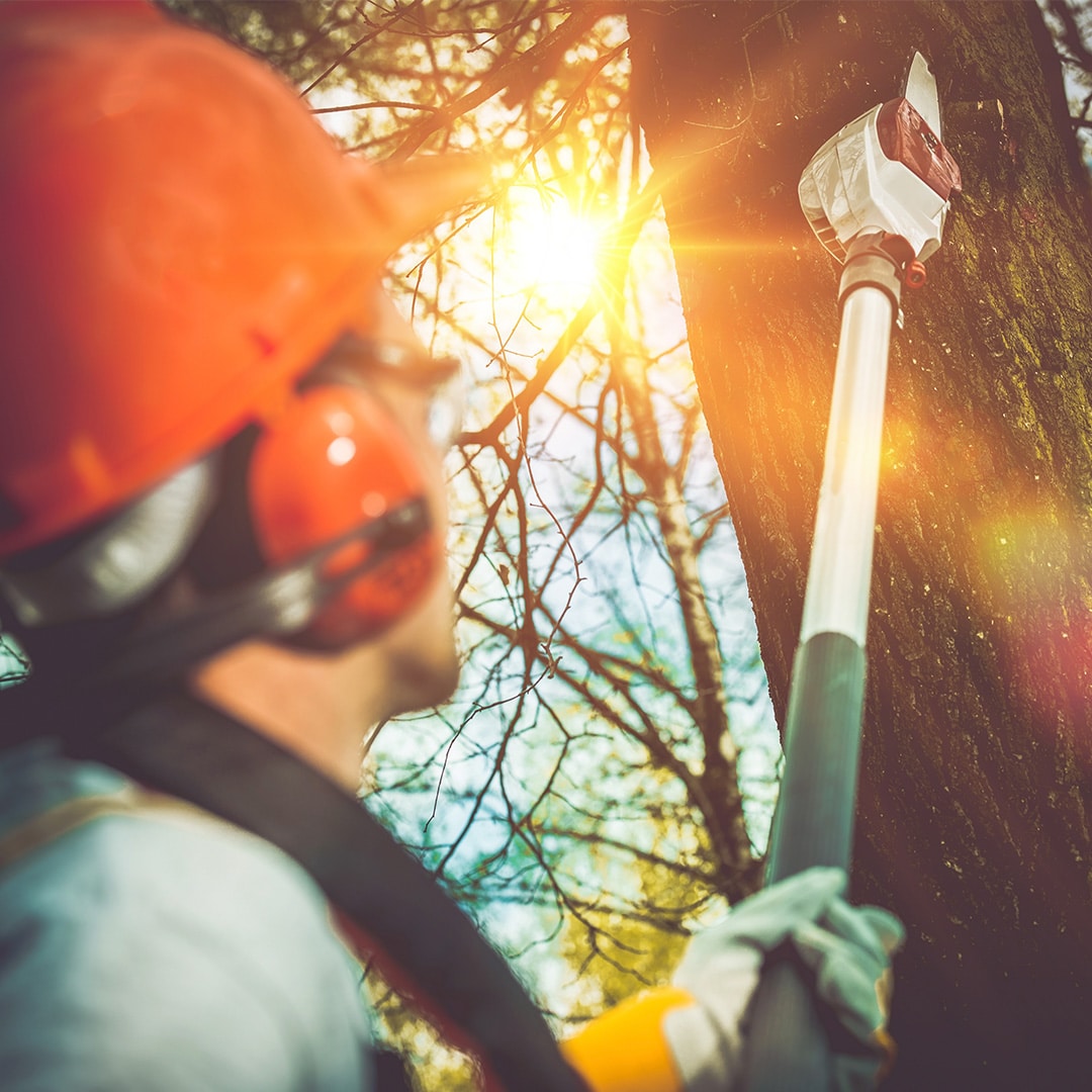 Professional Tree Removal - TreePro of Lexington