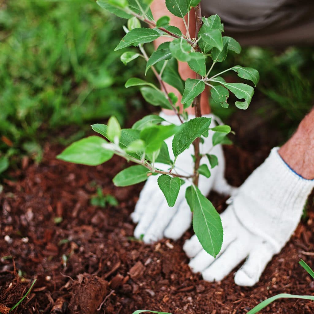 Fall Tree Planting Tips Elite Tree Care