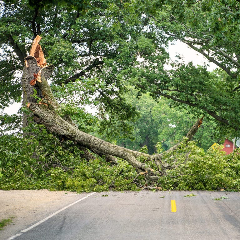 Removing a Fallen Tree Elite Tree Care