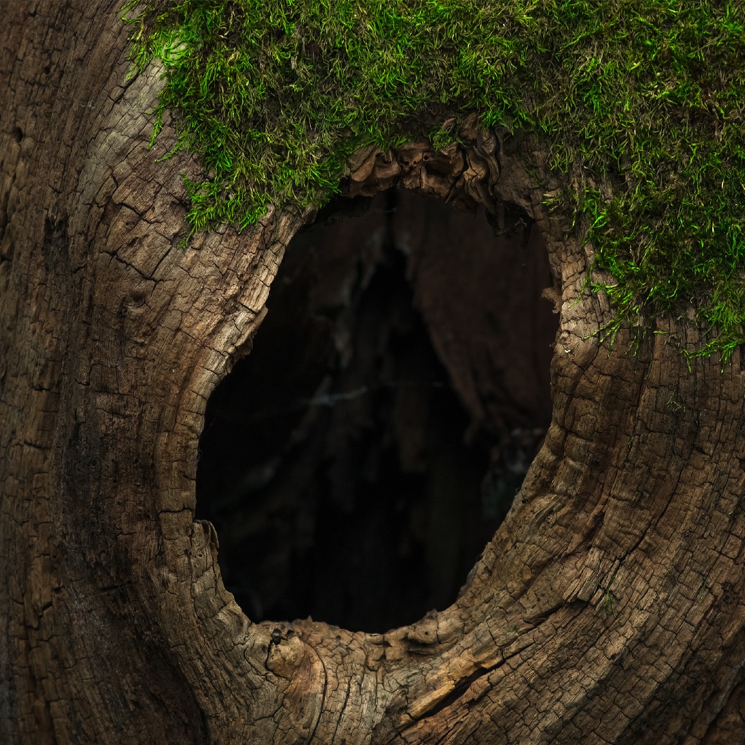 The Pros and Cons of Tree Hollows - Elite Tree Care