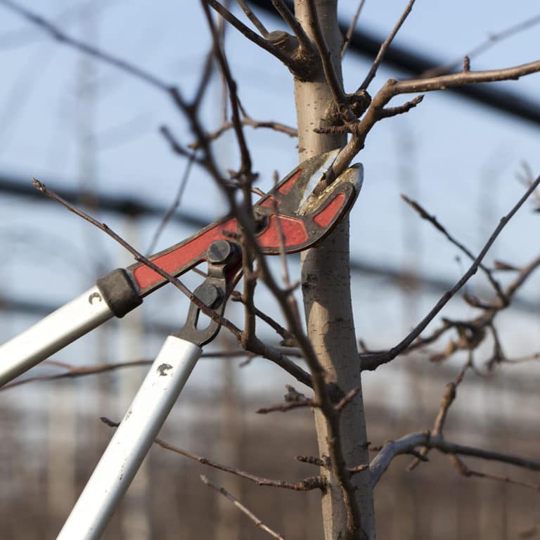 Signs Your Tree Needs Pruning - Elite Tree Care