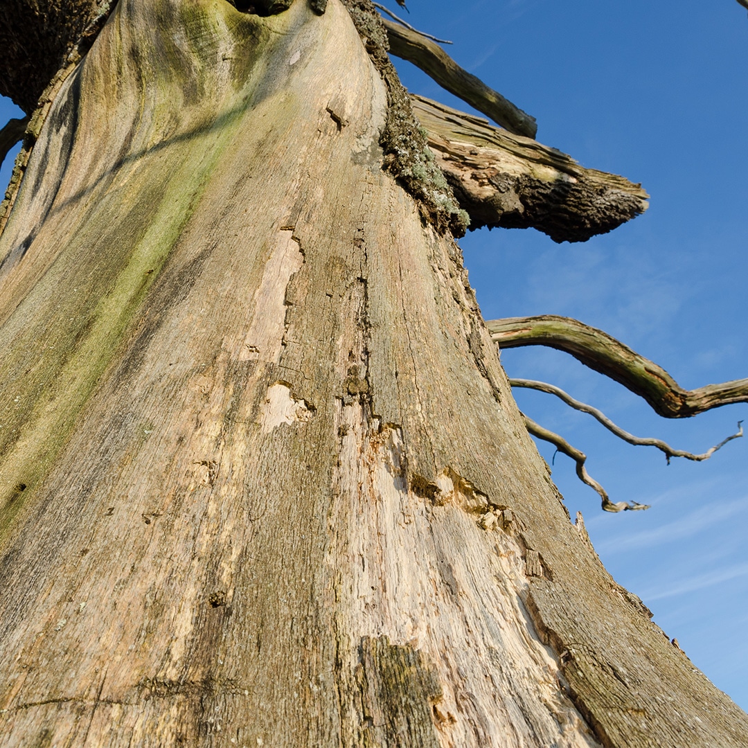 The Basics of Tree Bark - Arborist Now