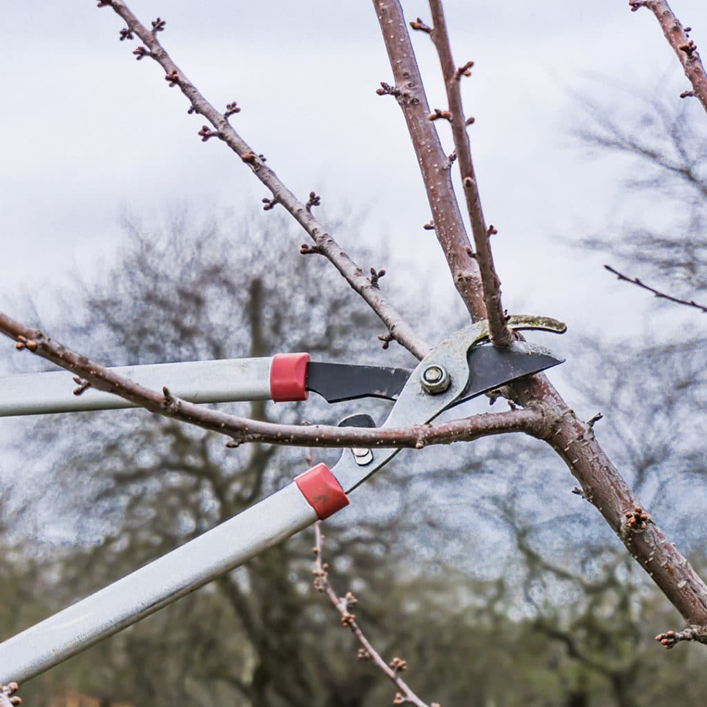 Winter Tree Pruning Elite Tree Care 