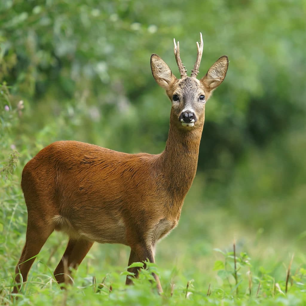 DIY Deer Repellent | Elite Tree Care