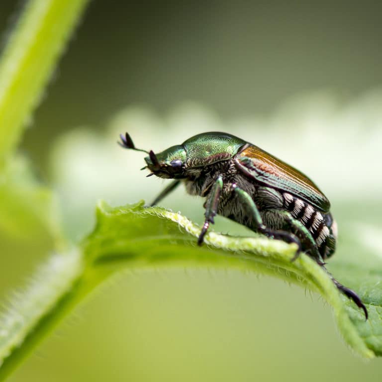 Preparing for Japanese Beetles - Elite Tree Care