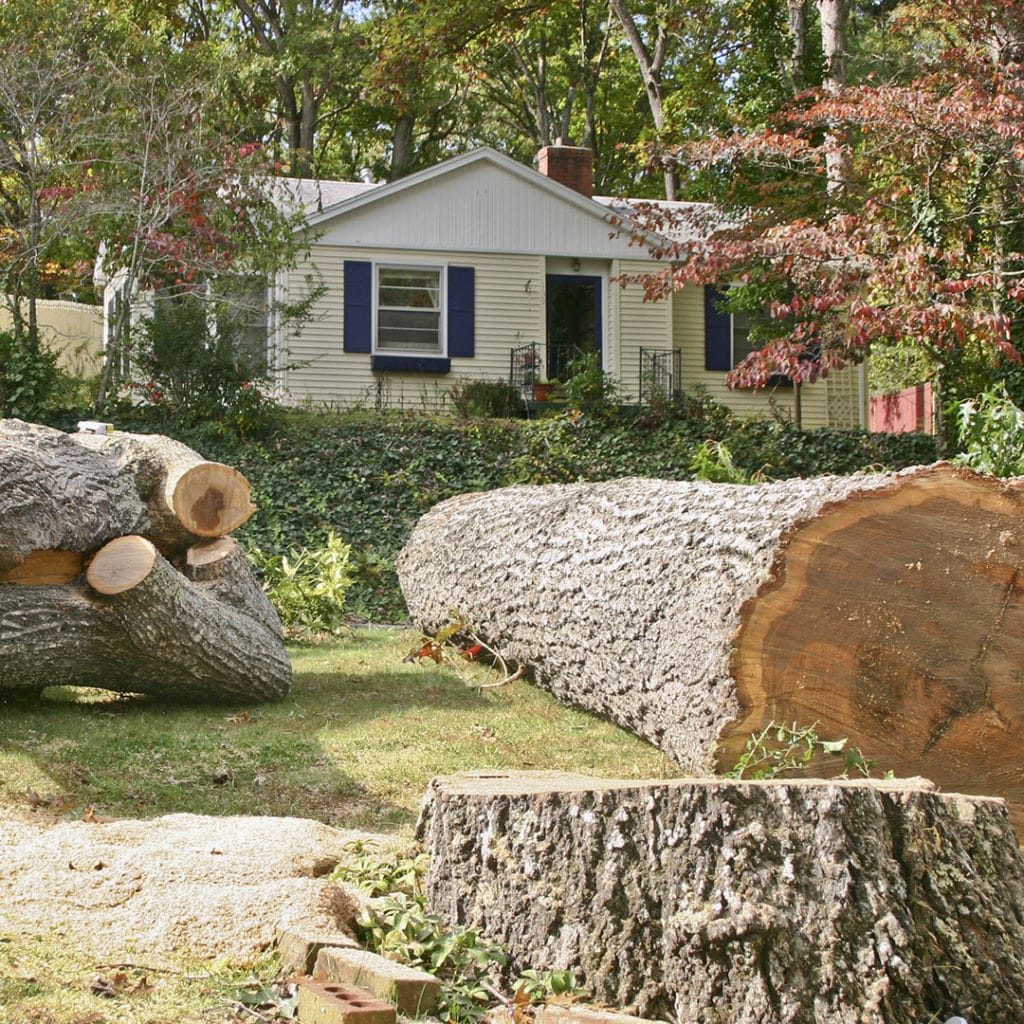 Tree Removal Covered By Insurance