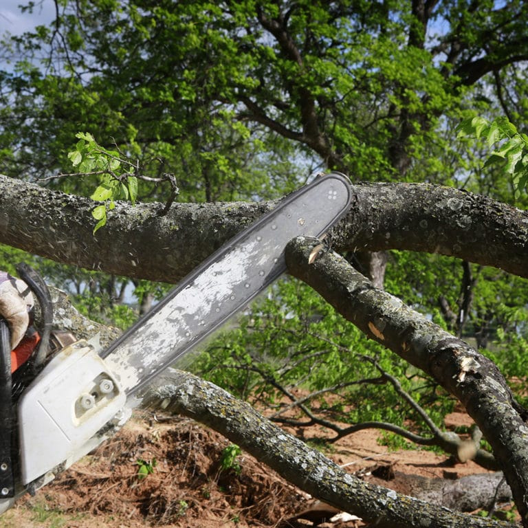 Tree Removal Process To Diy Elite Tree Care 