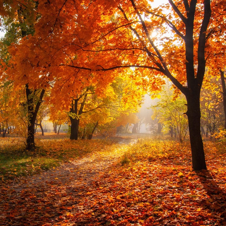 [Image: autum-leaves-768x768.jpg]