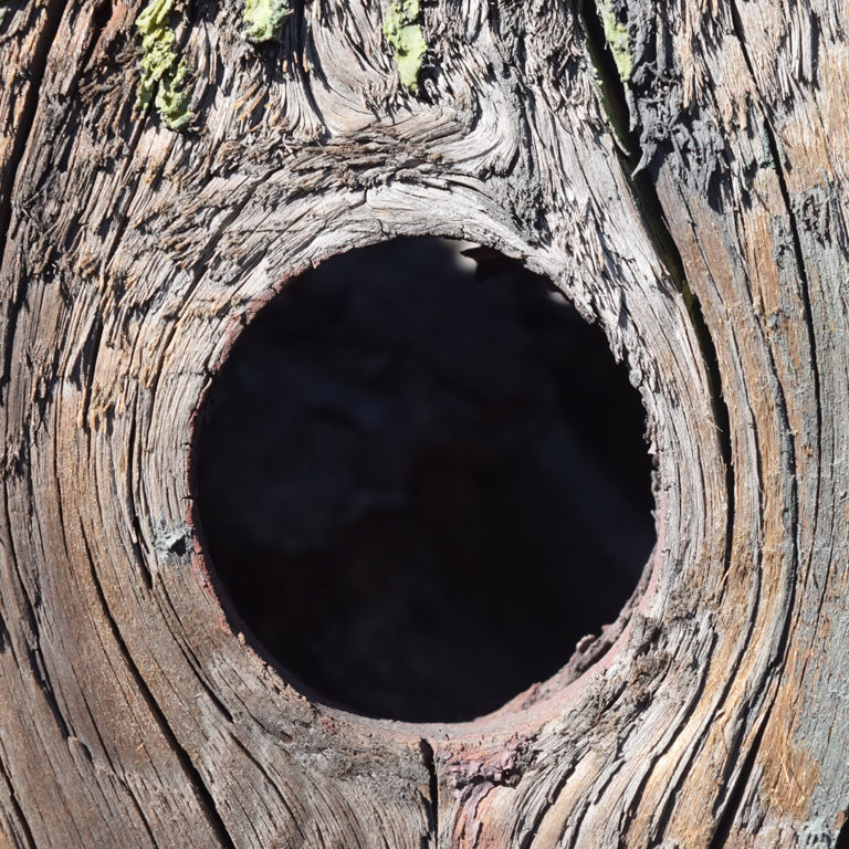 Is a Hollow Tree Dangerous Elite Tree Care