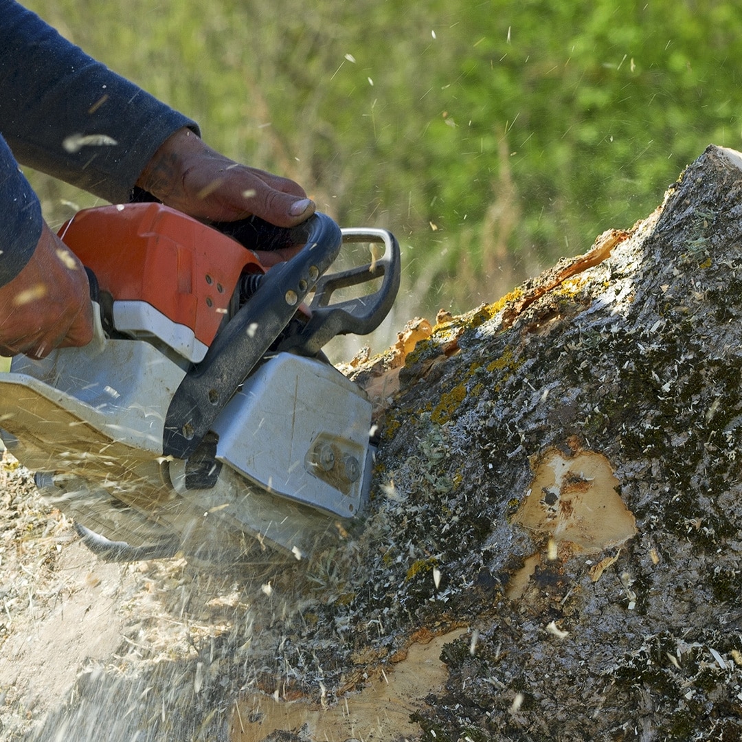 Diy Tree Removal Guide Elite Tree Care