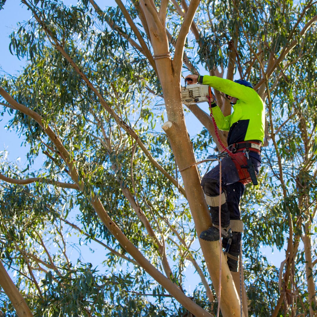 The Steps Arborists Take to Remove Trees Safely