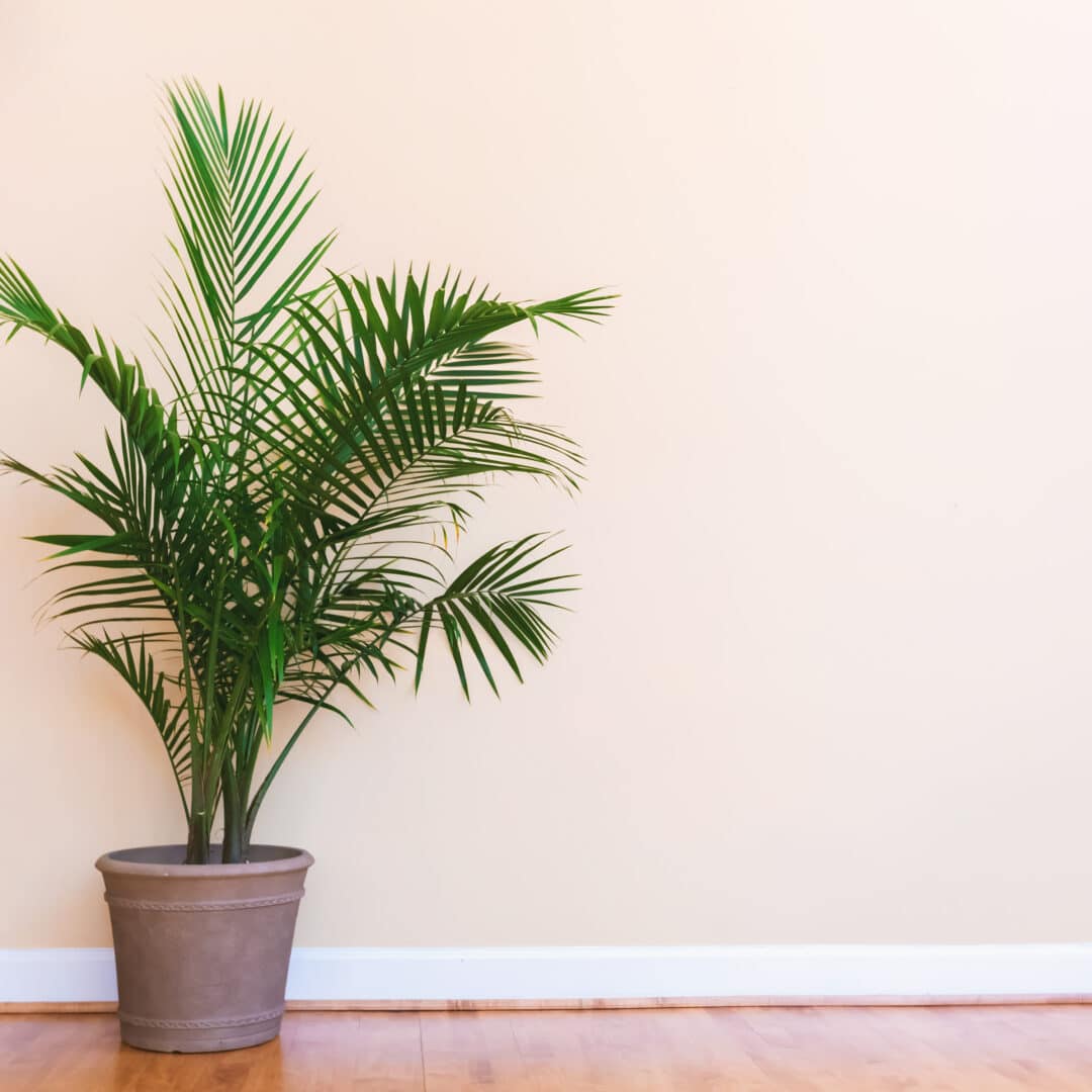 Indoor Tree Care Tips - Elite Tree Care