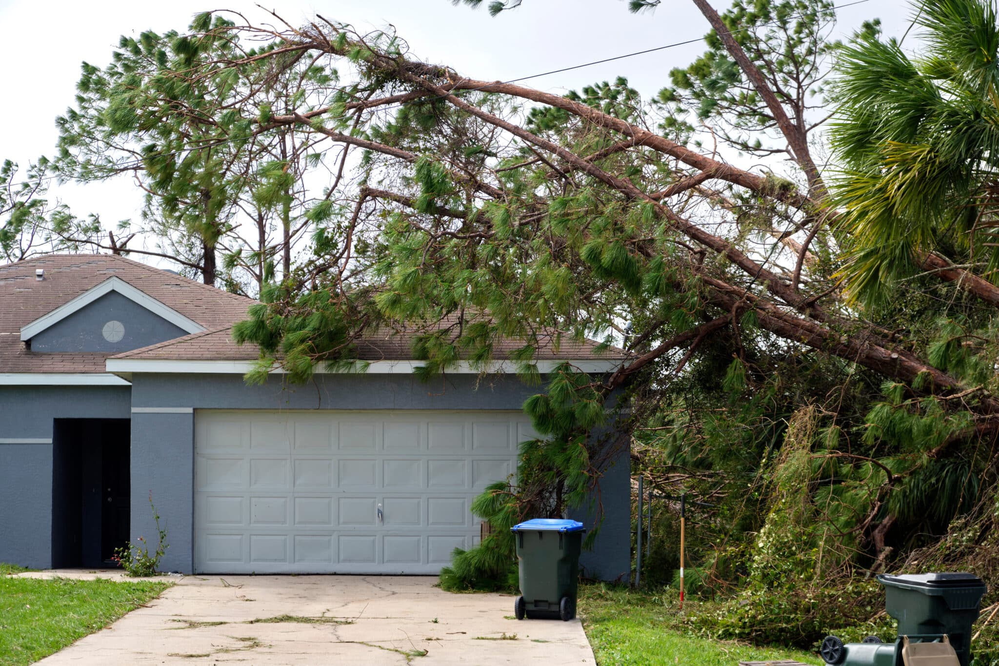 Fallen Tree Removal Elite Tree Care