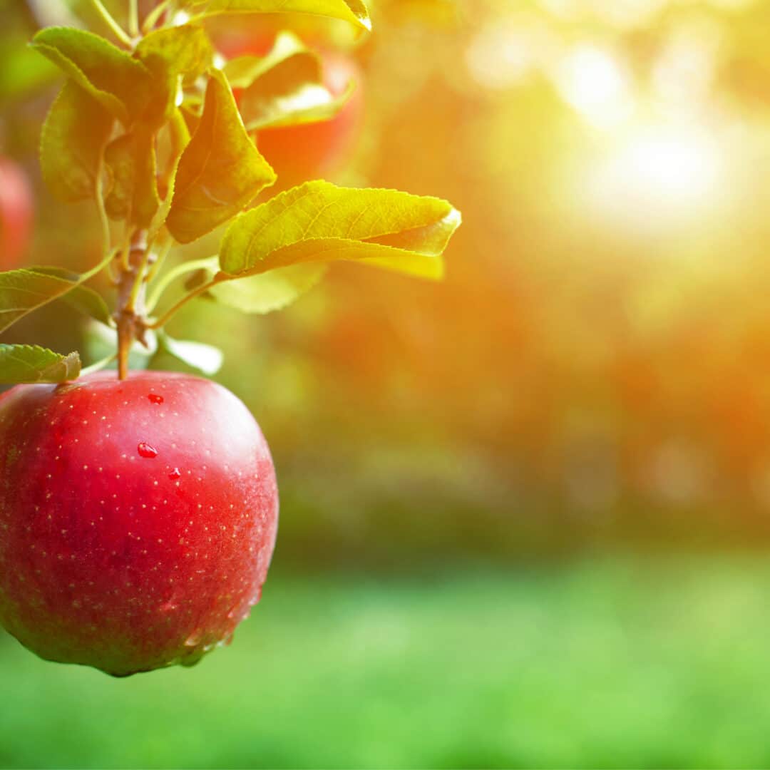 Fruit Tree Pruning Tips - Elite Tree Care