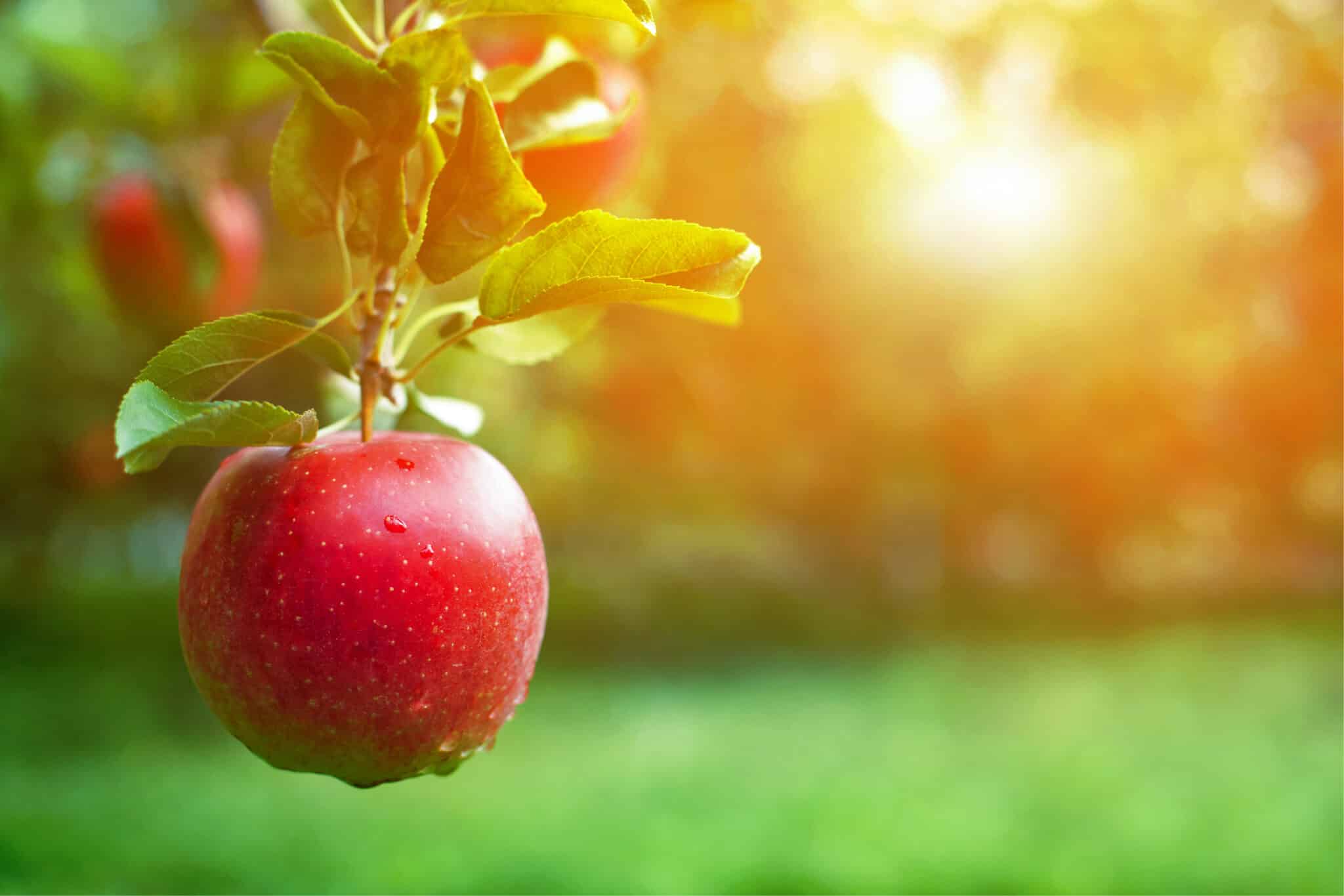 Fruit Tree Pruning Tips - Elite Tree Care