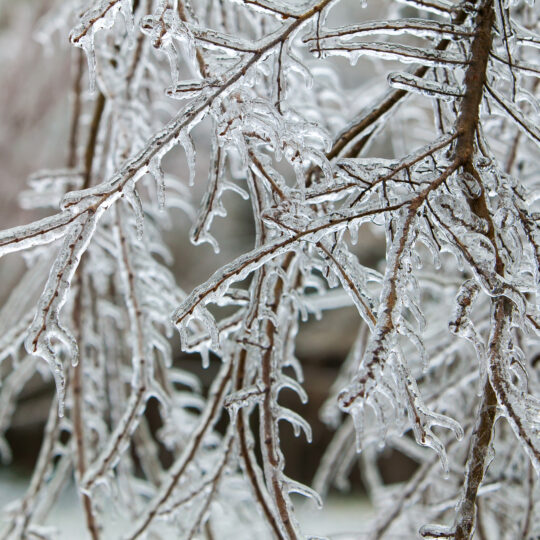 Tree Ice Protection