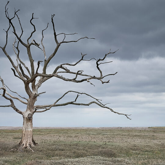 Tree Disease Signs